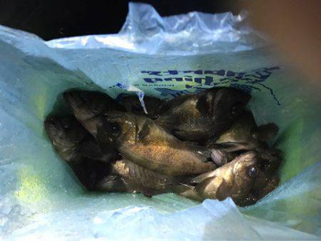 ヤザワ渡船 釣果