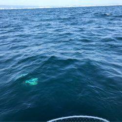 龍神丸（鹿児島） 釣果