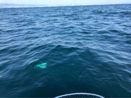 龍神丸（鹿児島） 釣果