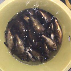 Ｖ−７ West 釣果