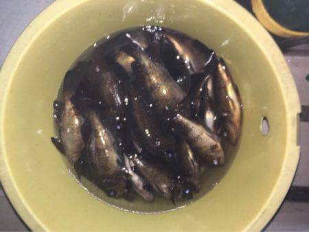 Ｖ−７ West 釣果