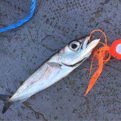 第二 海洋丸 釣果