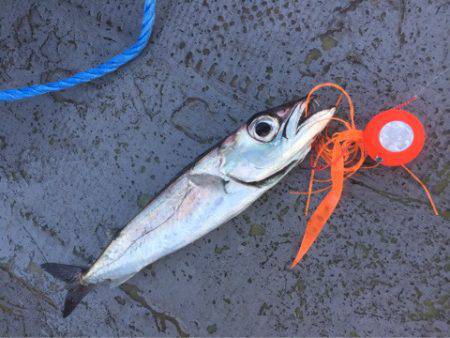 第二 海洋丸 釣果