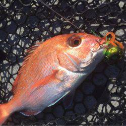 第二 海洋丸 釣果