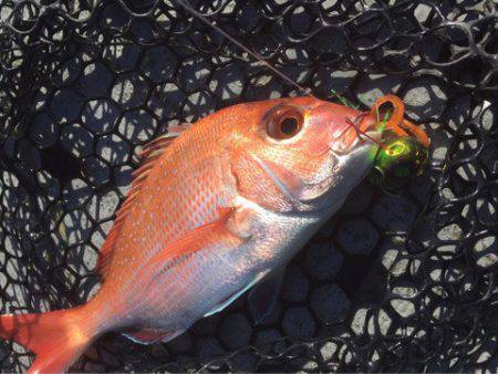 第二 海洋丸 釣果