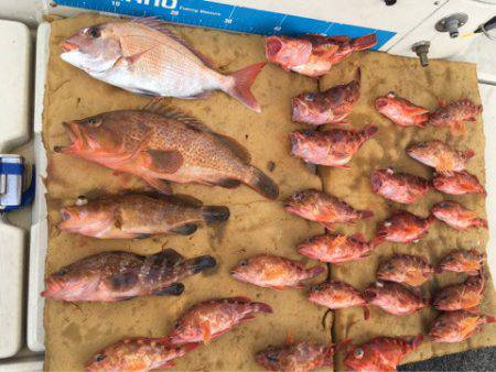 末広丸(熊本) 釣果