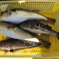 ヤザワ渡船 釣果