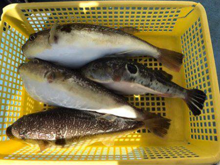 ヤザワ渡船 釣果