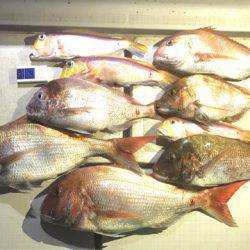 龍神丸(鹿児島) 釣果