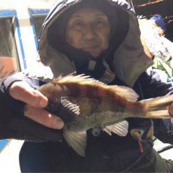 ヤザワ渡船 釣果