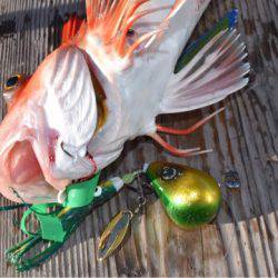 渡船屋たにぐち 釣果