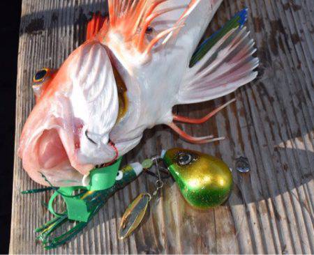 渡船屋たにぐち 釣果