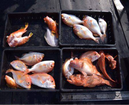 渡船屋たにぐち 釣果