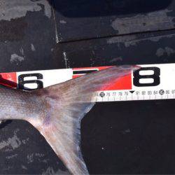 渡船屋たにぐち 釣果