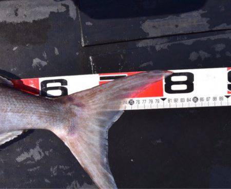 渡船屋たにぐち 釣果