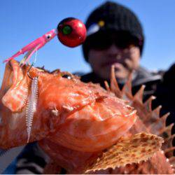 渡船屋たにぐち 釣果