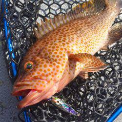 第二 海洋丸 釣果