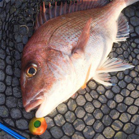 第二 海洋丸 釣果