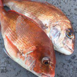 第二 海洋丸 釣果