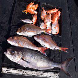 渡船屋たにぐち 釣果