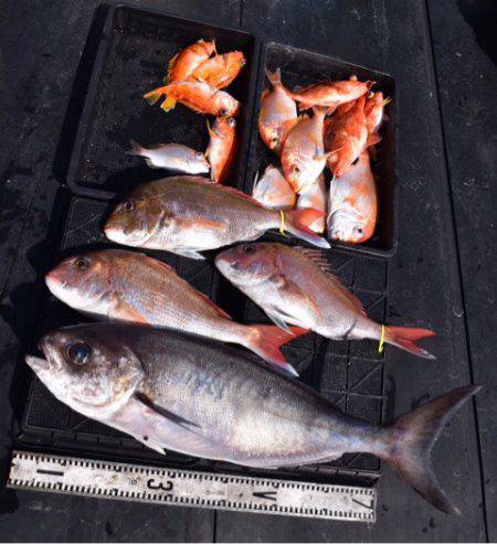 渡船屋たにぐち 釣果