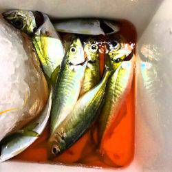 龍神丸(鹿児島) 釣果