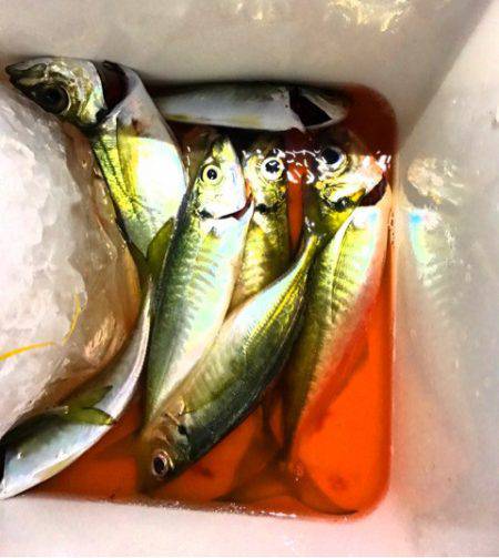 龍神丸(鹿児島) 釣果