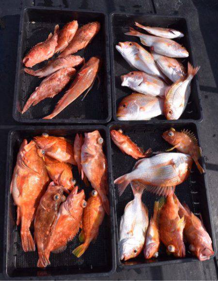 渡船屋たにぐち 釣果