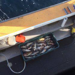 シーランチ 釣果