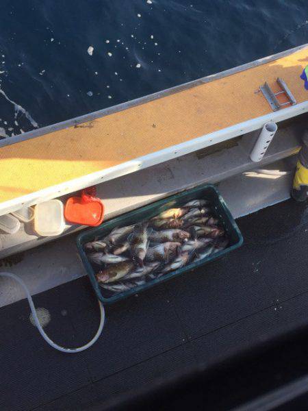 シーランチ 釣果