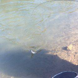 白州トラウトフィッシングエリア　シルフ 釣果