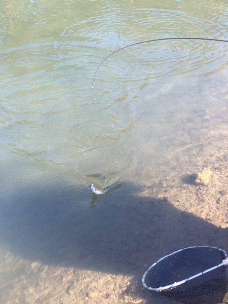 白州トラウトフィッシングエリア　シルフ 釣…