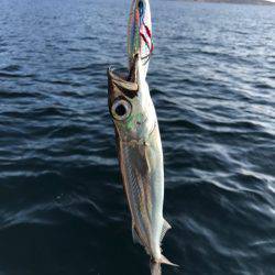 龍神丸(鹿児島) 釣果