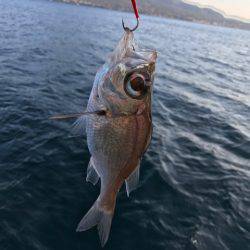 龍神丸(鹿児島) 釣果