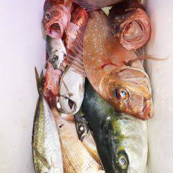 龍神丸(鹿児島) 釣果