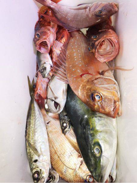 龍神丸(鹿児島) 釣果