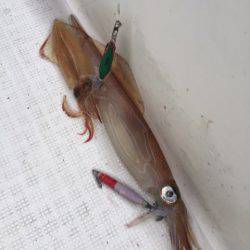 「LaGooN」蒼陽丸 日和号　 釣果