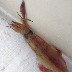 「LaGooN」蒼陽丸 日和号　 釣果