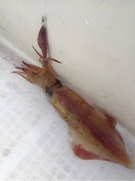 「LaGooN」蒼陽丸 日和号　 釣果