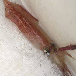 「LaGooN」蒼陽丸 日和号　 釣果