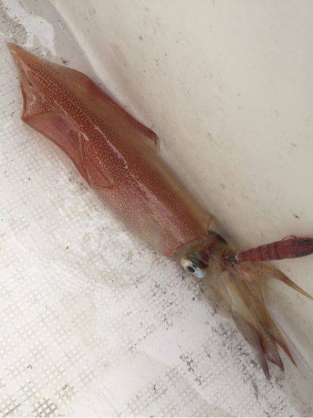 「LaGooN」蒼陽丸 日和号　 釣果