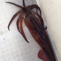 「LaGooN」蒼陽丸 日和号　 釣果