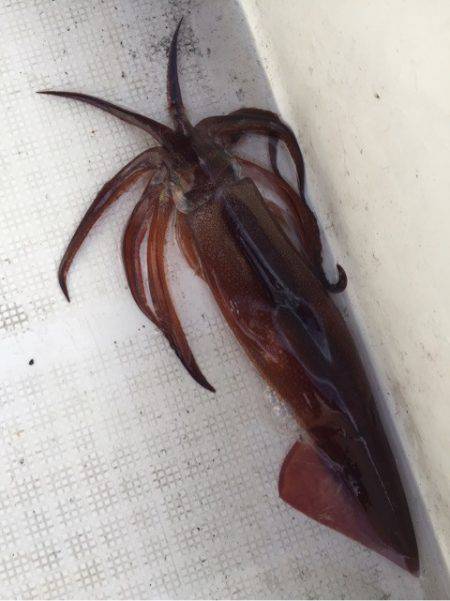 「LaGooN」蒼陽丸 日和号　 釣果