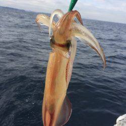 「LaGooN」蒼陽丸 日和号　 釣果