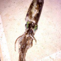 龍神丸(鹿児島) 釣果