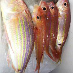 龍神丸(鹿児島) 釣果