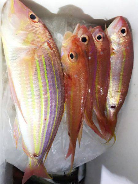 龍神丸(鹿児島) 釣果