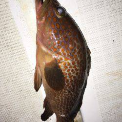 龍神丸(鹿児島) 釣果