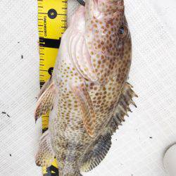 龍神丸(鹿児島) 釣果