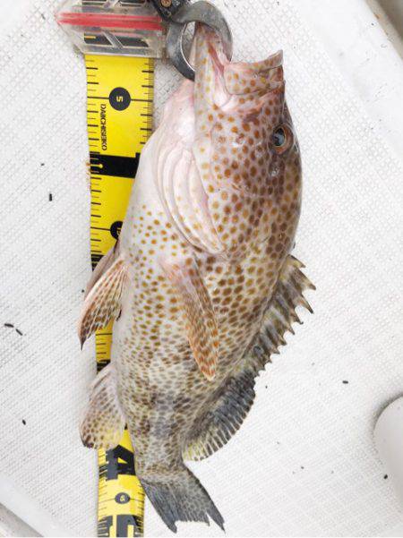 龍神丸(鹿児島) 釣果